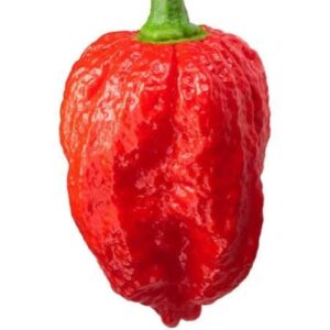 King chili fresh 8 To 10pc