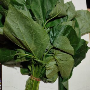 BP Control Leaf (Anphui)