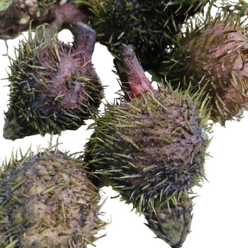 Thangjing (Water Fox Nuts / Euryale Ferox)