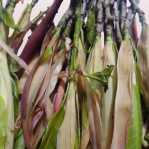 Mongche Tender Banyan Leaf