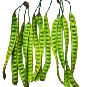 Yongchak Stinky Beans Or Parkia 3pc