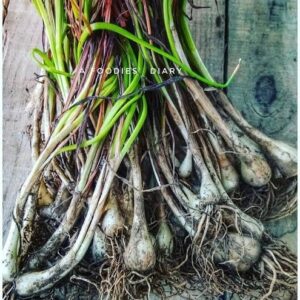 Northeast onion Per Bunch