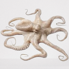 Octopus 500grm